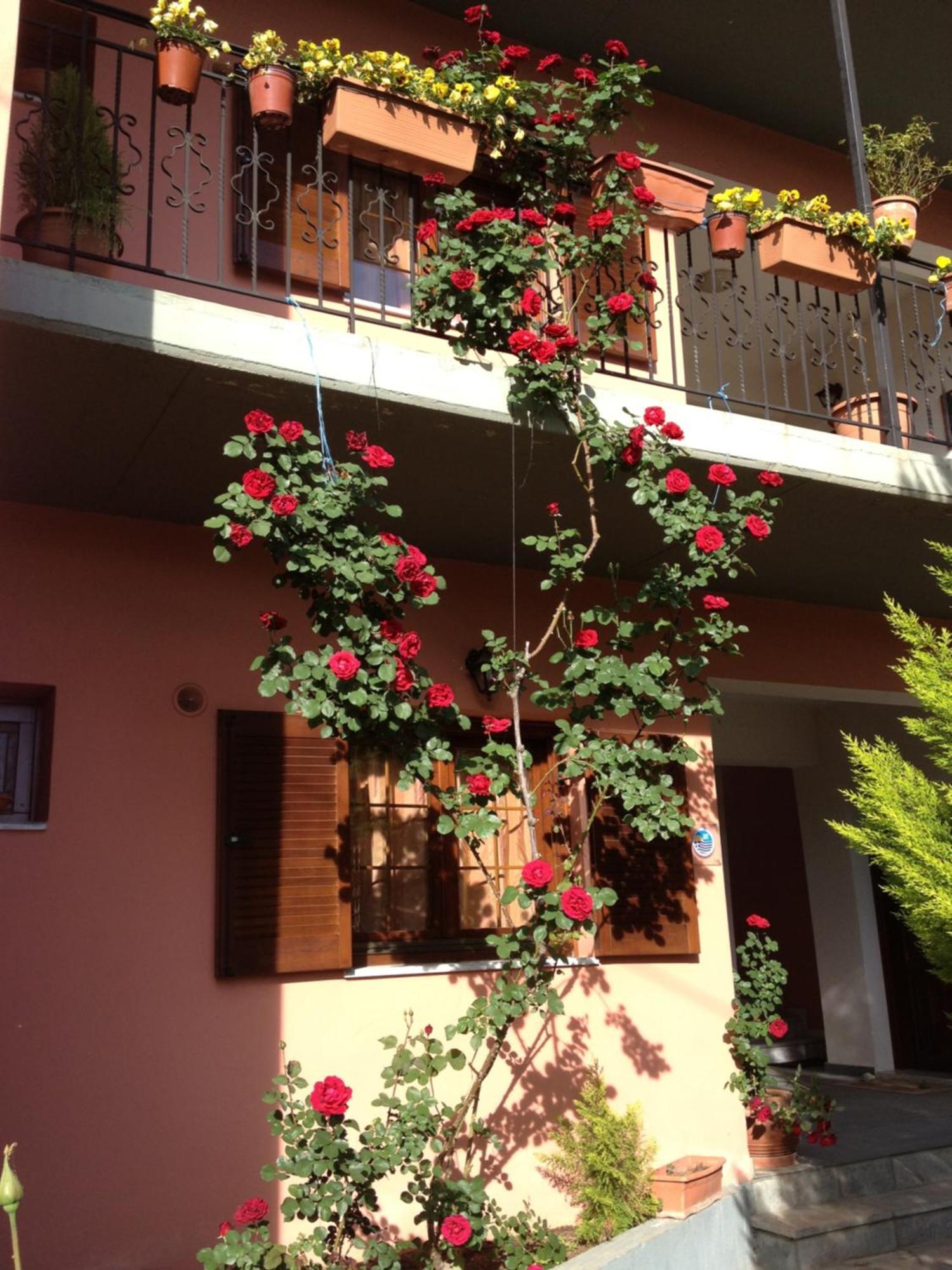Artemis Apartments Konitsa Exteriör bild