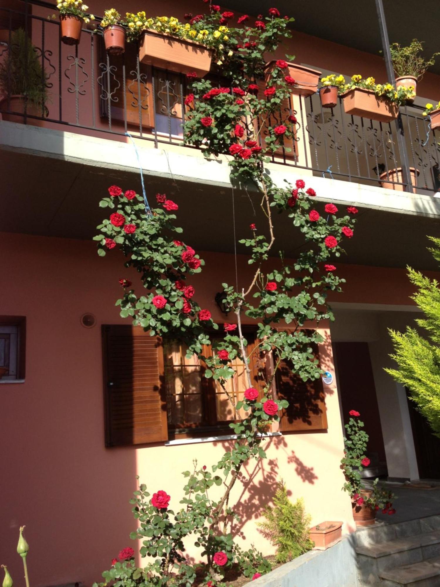 Artemis Apartments Konitsa Exteriör bild